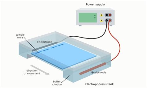 Electrophoresis .